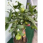 Eetbare tuin-edible garden Citrus limetta rossa di Rangpur - Oranje limoen