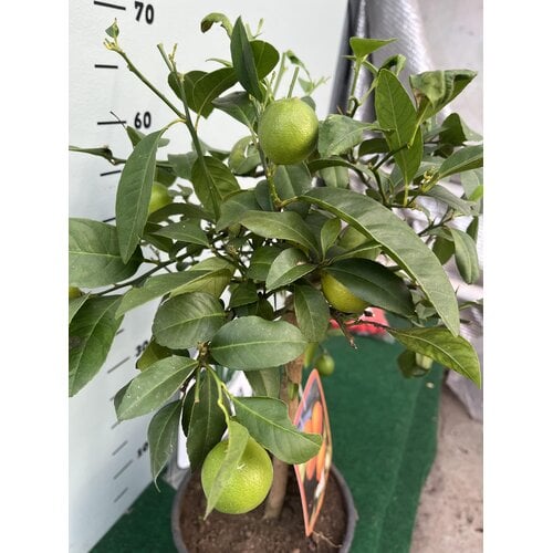 Eetbare tuin-edible garden Citrus limetta rossa di Rangpur - Oranje limoen