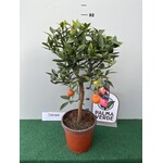 Eetbare tuin-edible garden Citrus Kucle