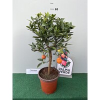 Eetbare tuin-edible garden Citrus Kucle