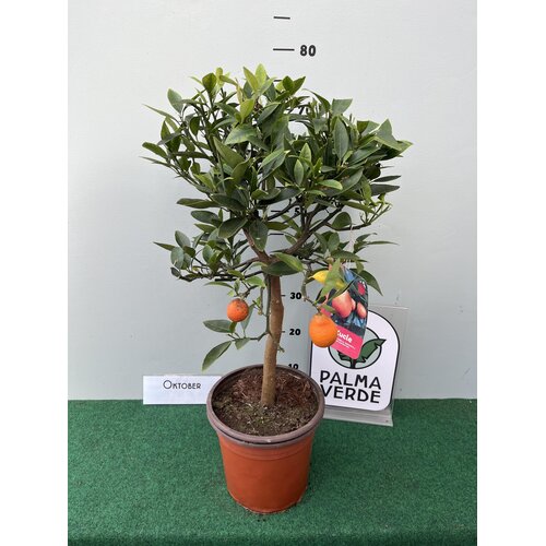 Eetbare tuin-edible garden Citrus Kucle