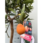Eetbare tuin-edible garden Citrus Kucle