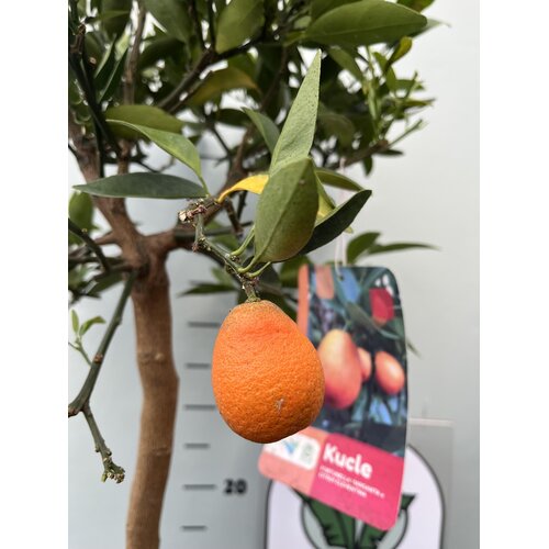 Eetbare tuin-edible garden Citrus Kucle