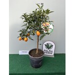 Eetbare tuin-edible garden Citrus fortunella - Agrumes kumquat