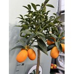 Eetbare tuin-edible garden Citrus fortunella - Agrumes kumquat