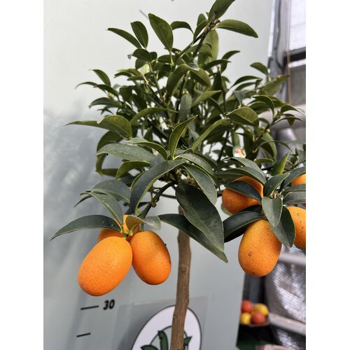 Eetbare tuin-edible garden Citrus fortunella - Agrumes kumquat