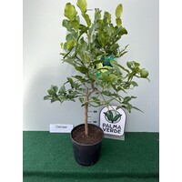 Eetbare tuin-edible garden Citrus hystrix - Djeroek poeroet - Kaffirlimoen