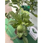 Eetbare tuin-edible garden Citrus hystrix - Combava