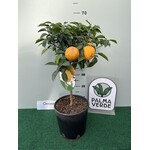 Eetbare tuin-edible garden Citrus Yuzu