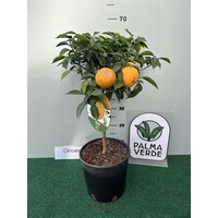 Eetbare tuin-edible garden Citrus Yuzu