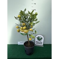 Eetbare tuin-edible garden Citrus limetta Pursha - Limette Pursha