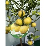 Eetbare tuin-edible garden Citrus limetta Pursha - Yellow lime