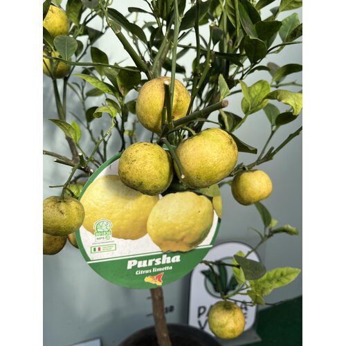 Eetbare tuin-edible garden Citrus limetta Pursha - Yellow lime