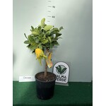 Eetbare tuin-edible garden Citrus medica Hand of Buddha - Hand van Boeddha