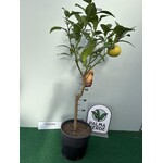 Eetbare tuin-edible garden Citrus paradisi - Grapefruit - Pompelmoes