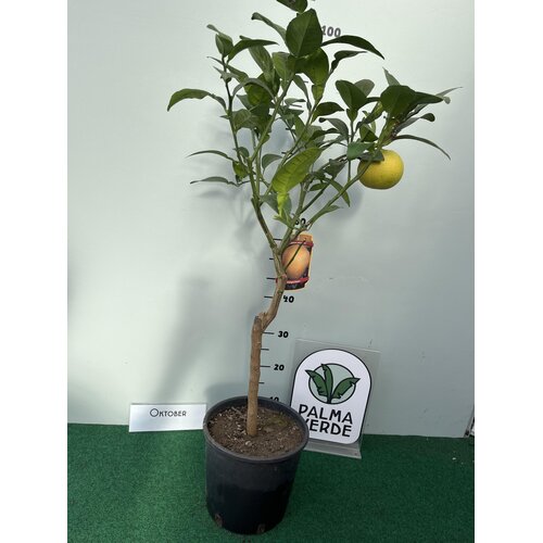 Eetbare tuin-edible garden Citrus paradisi - Grapefruit - Pompelmoes