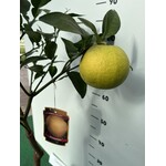 Eetbare tuin-edible garden Citrus paradisi - Agrumes pamplemousse