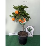 Eetbare tuin-edible garden Citrus reticulata Satsuma