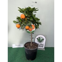 Eetbare tuin-edible garden Citrus reticulata Satsuma