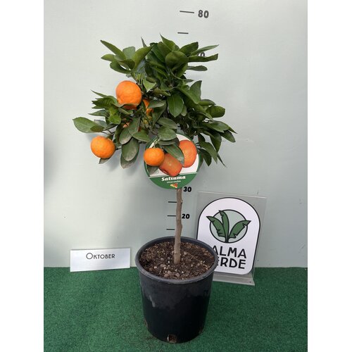 Eetbare tuin-edible garden Citrus reticulata Satsuma