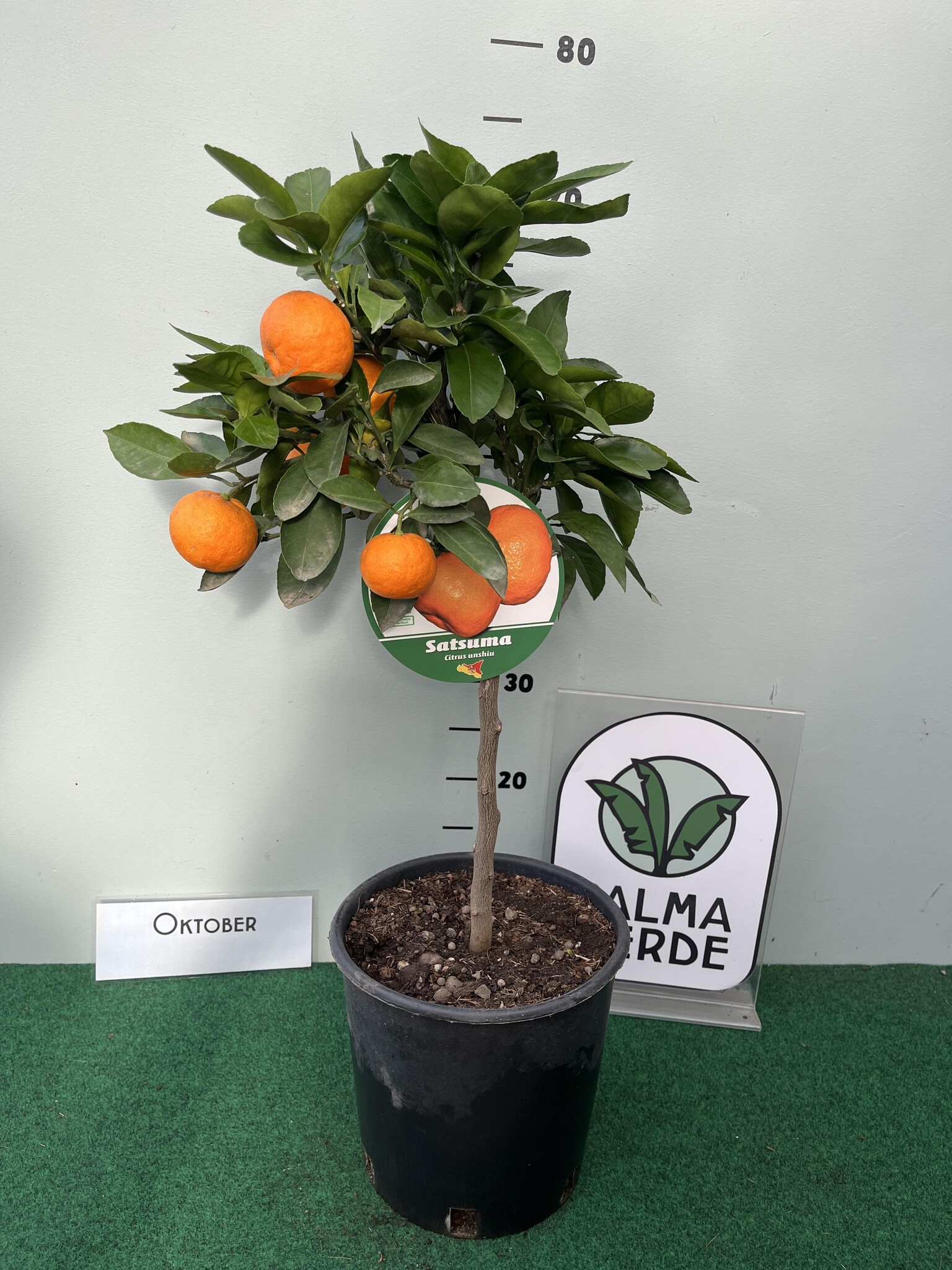 Citrus reticulata (mandarijnenboom) kopen | Heijnen Planten Citrus reticulata (mandarijnenboom) kopen | Heijnen Planten