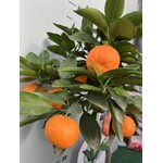 Eetbare tuin-edible garden Citrus reticulata Satsuma
