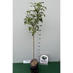 Eetbare tuin-edible garden Citrus aurantium