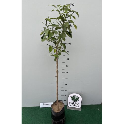 Eetbare tuin-edible garden Citrus aurantium