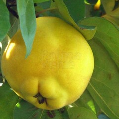 Eetbare tuin-edible garden Cydonia oblonga "Champion" - Appelvormige Kweepeer - Kweeappel