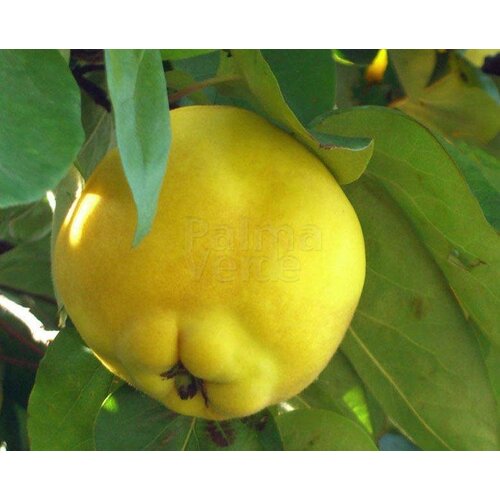 Eetbare tuin-edible garden Cydonia oblonga "Champion"  -  Apple shaped quince