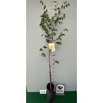 Eetbare tuin-edible garden Averrhoa carambola - Star apple