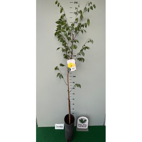 Eetbare tuin-edible garden Averrhoa carambola - Carambole