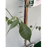 Eetbare tuin-edible garden Averrhoa carambola - Sterappel