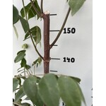 Eetbare tuin-edible garden Averrhoa carambola - Sterappel