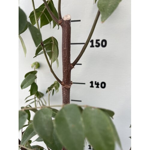 Eetbare tuin-edible garden Averrhoa carambola - Carambole