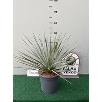 Woestijn-desert Yucca rostrata