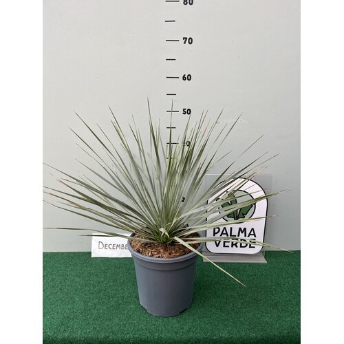 Woestijn-desert Yucca rostrata