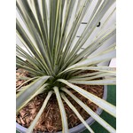 Woestijn-desert Yucca rostrata