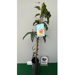 Eetbare tuin-edible garden Mangifera indica