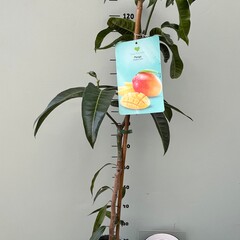 Eetbare tuin-edible garden Mangifera indica