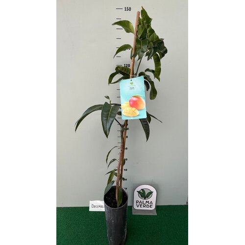 Eetbare tuin-edible garden Mangifera indica - Mango