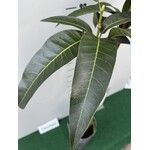 Eetbare tuin-edible garden Mangifera indica - Mango