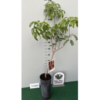 Eetbare tuin-edible garden Litchi chinensis - Arbre lychee