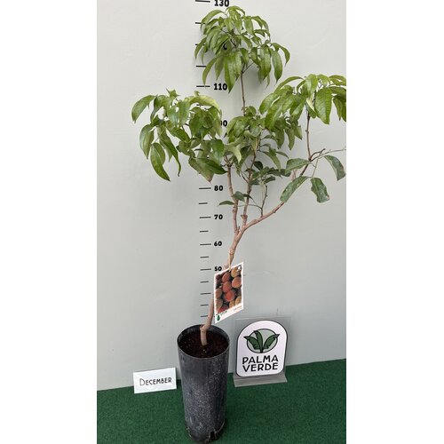 Eetbare tuin-edible garden Litchi chinensis - Arbre lychee