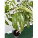 Eetbare tuin-edible garden Litchi chinensis - Arbre lychee