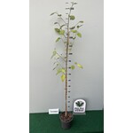 Bloemen-flowers Lagunaria patersonii - Norfolk island Hibiscus -Primrose tree