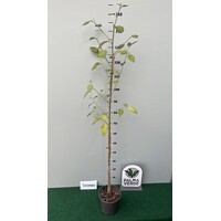 Bloemen-flowers Lagunaria patersonii - Norfolk island Hibiscus -Primrose tree