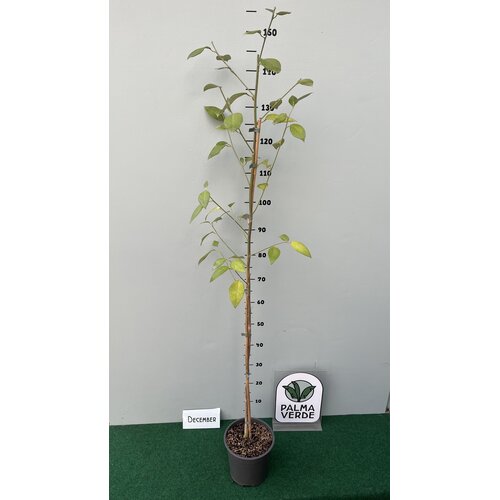 Bloemen-flowers Lagunaria patersonii - Norfolk island Hibiscus -Primrose tree