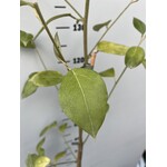 Bloemen-flowers Lagunaria patersonii - Norfolk island Hibiscus -Primrose tree