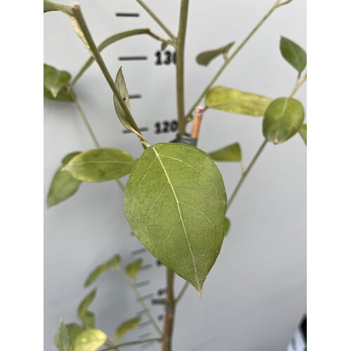 Bloemen-flowers Lagunaria patersonii - Norfolk island Hibiscus -Primrose tree